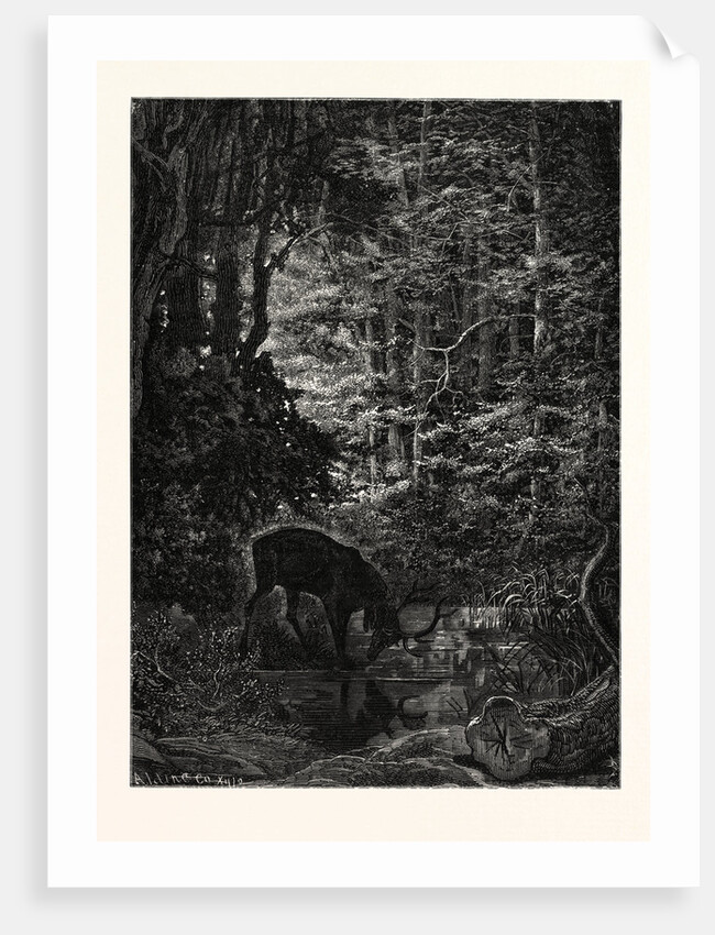 The Stag at Eve Had Drunk His Fill. by Anonymous