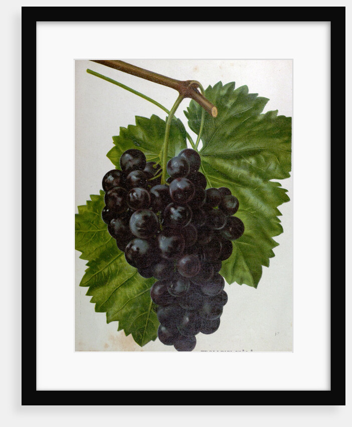 Wine Grapes by Anonymous