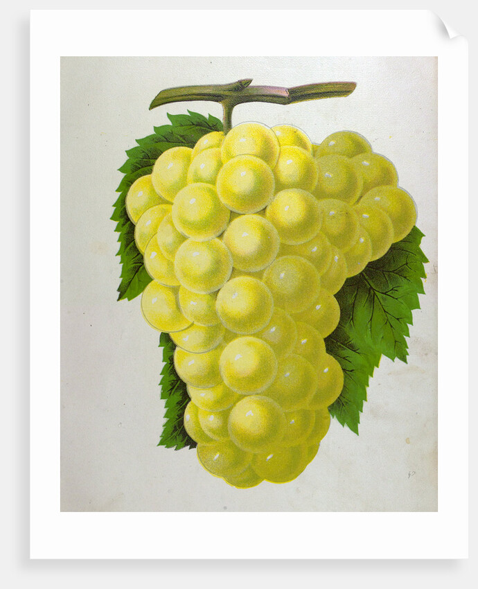 Wine Grapes by Anonymous