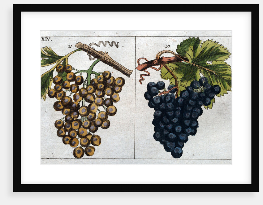 Wine Grapes by Anonymous