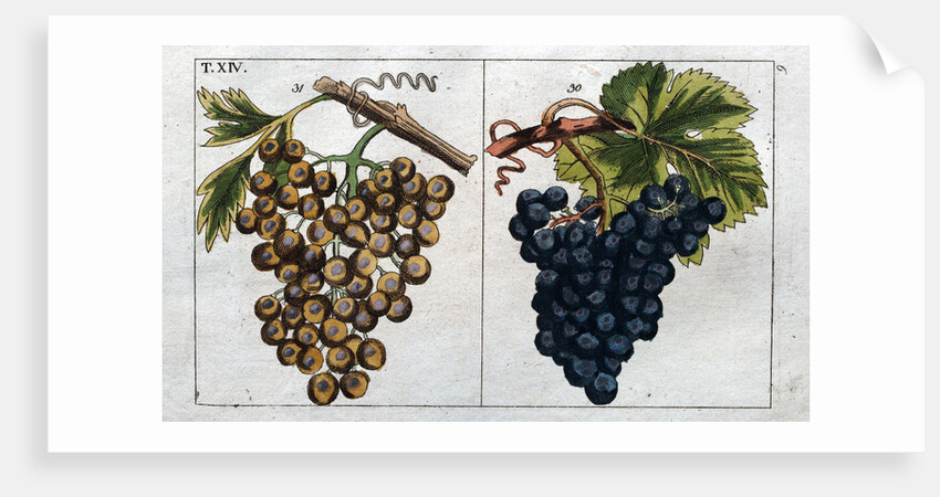 Wine Grapes by Anonymous