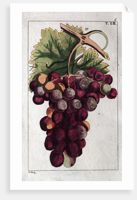 Wine Grapes by Anonymous