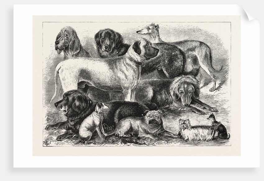 Prize Winners at the Alexandra Palace Dog Show, 1876, London by Anonymous