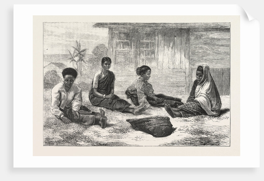 Ceylon Coffee Pickers, Sri Lanka by Anonymous