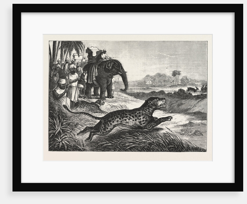 Sport in India, Hunting Antelopes with the Cheetah. Antelope, Animal, Big Cat, Wild Cat by Anonymous