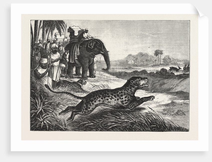 Sport in India, Hunting Antelopes with the Cheetah. Antelope, Animal, Big Cat, Wild Cat by Anonymous