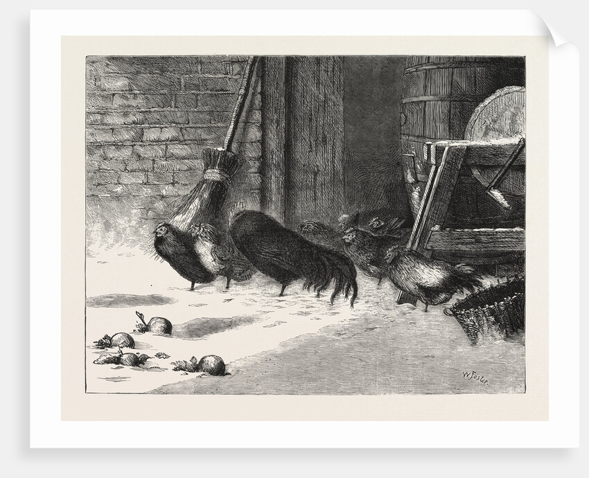 Waiting for a Break, Chicken, Chickens, Bird, Birds, Fowl, Fowls by Anonymous