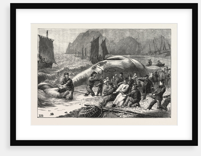 Beaching a Whale at Beer, South Devon by Anonymous