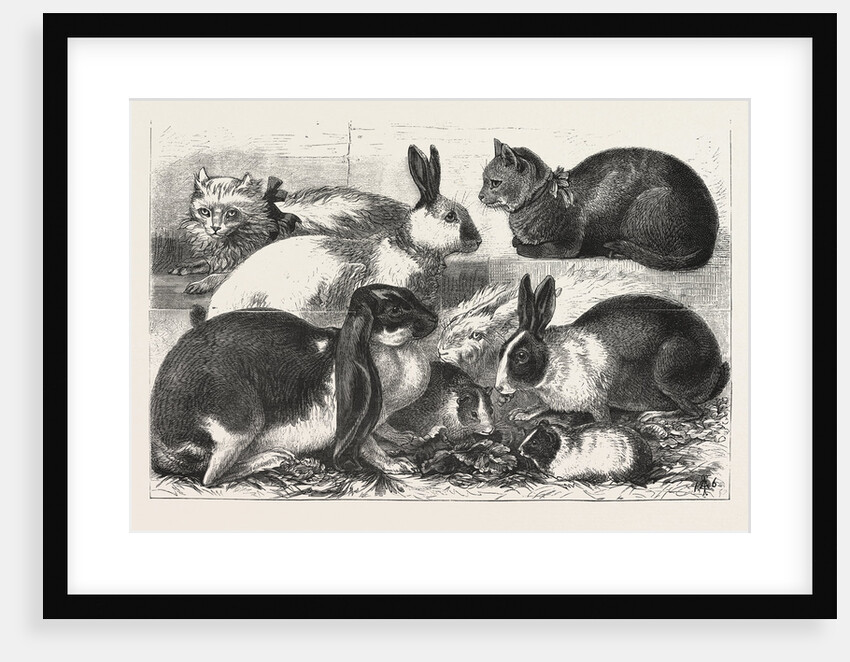 The Cat, Rabbit, and Guinea-Pig Show at the Alexandra Palace by Anonymous