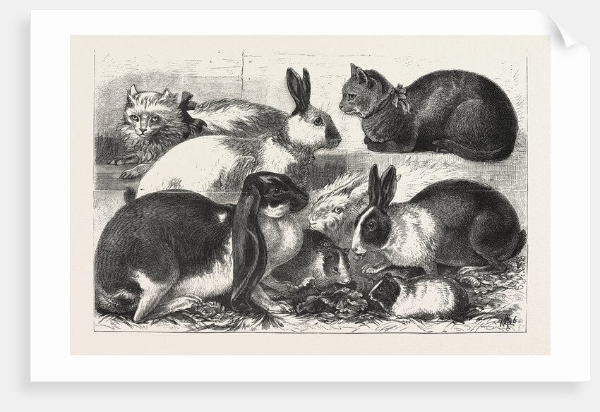 The Cat, Rabbit, and Guinea-Pig Show at the Alexandra Palace by Anonymous
