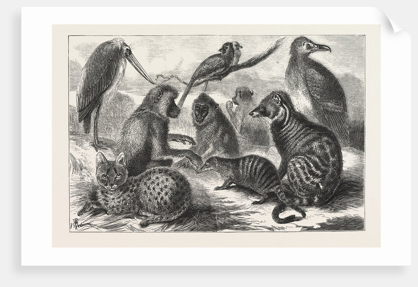 Lieutenant Cameron's Additions to the Zoo by Anonymous