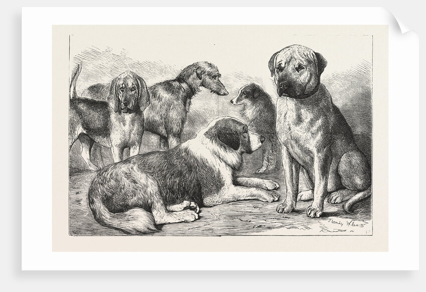 Winners at the Dog Show of the Kennel Club by Anonymous