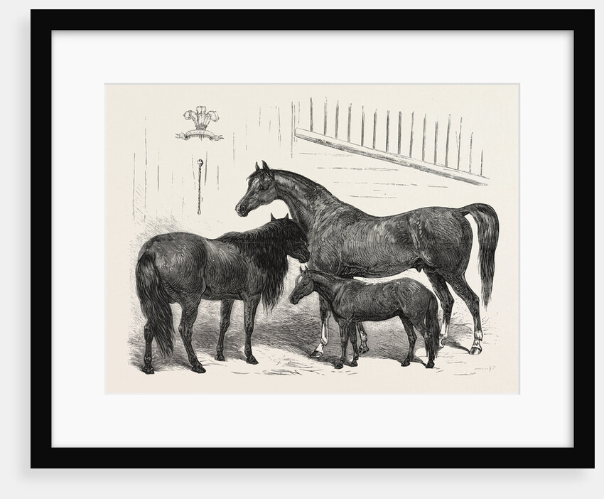The Prince of Wales Indian Horses at the Agricultural Hall Horse Show. Cabulee, Nawab, Hussar by Anonymous