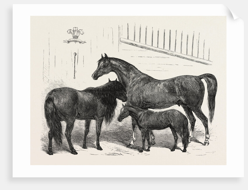The Prince of Wales Indian Horses at the Agricultural Hall Horse Show. Cabulee, Nawab, Hussar by Anonymous