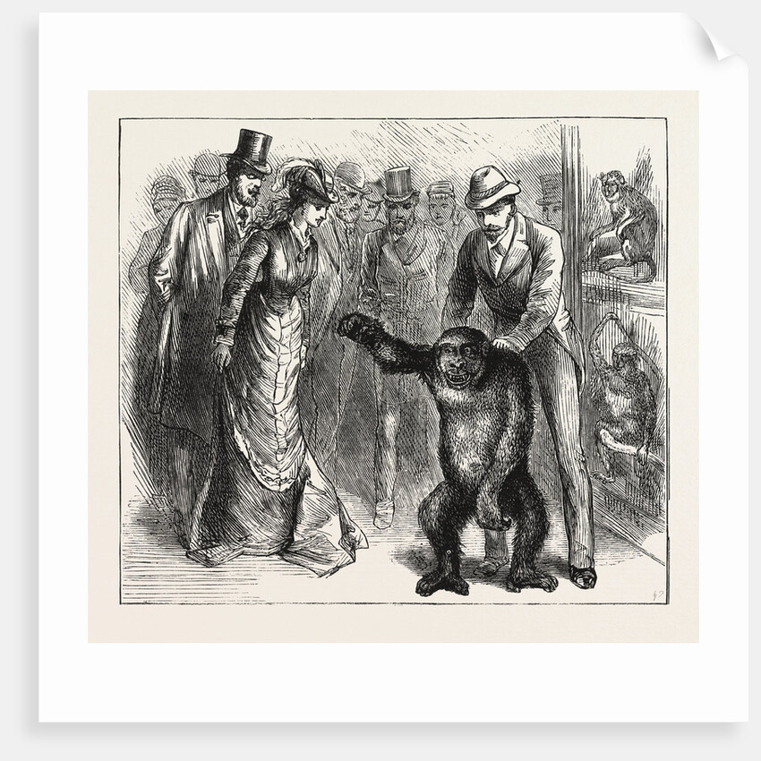 A Distinguished Visitor at Liverpool, the Young Gorilla Holding a Reception in the Museum by Anonymous