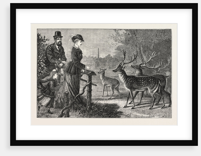 Feeding the Deer, Phoenix Park, Dublin, Ireland by Anonymous