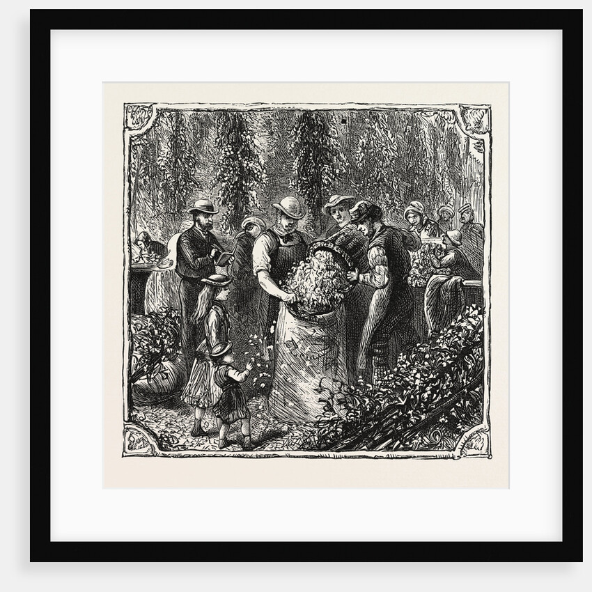 Hops and Hop Pickers, in a Kentish Hop Garden, Kent, England, Measuring the Hops by Anonymous