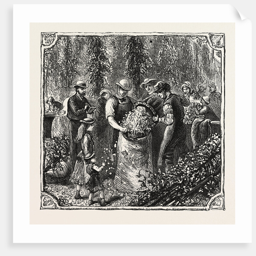 Hops and Hop Pickers, in a Kentish Hop Garden, Kent, England, Measuring the Hops by Anonymous