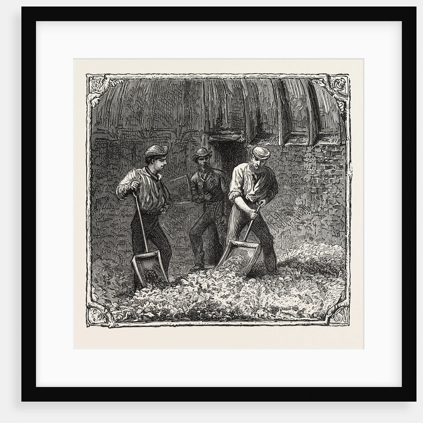 Hops and Hop Pickers, in a Kentish Hop Garden, Kent, England, Turning Hops in the Kiln by Anonymous