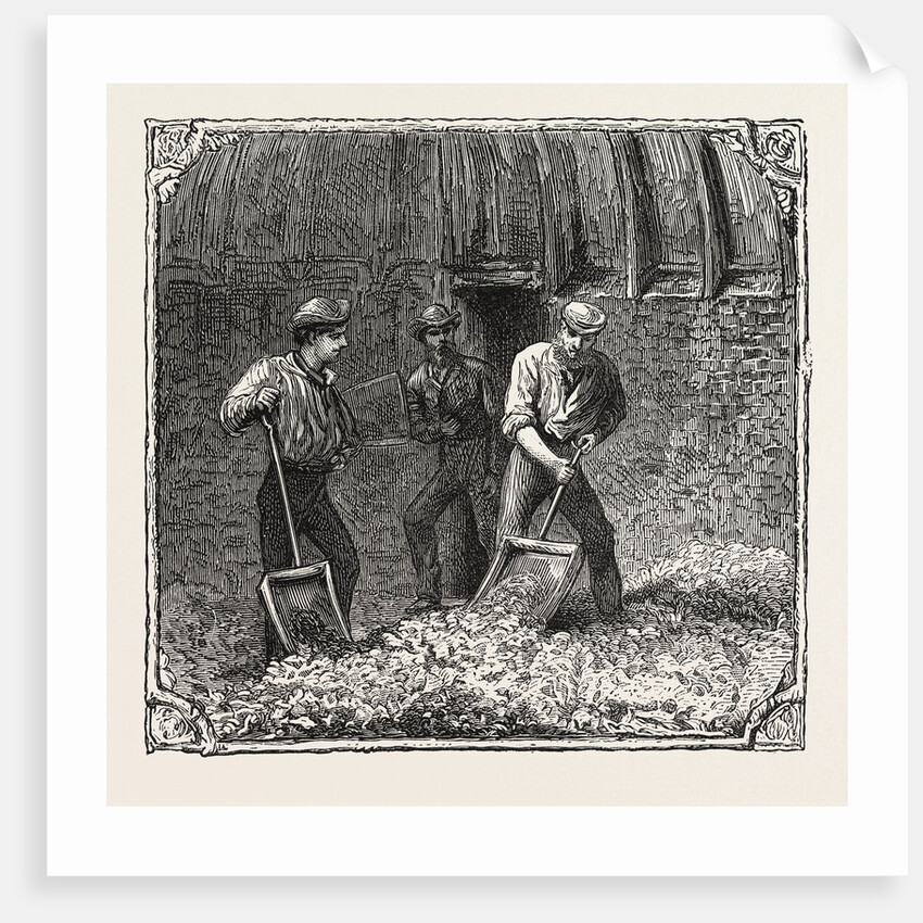 Hops and Hop Pickers, in a Kentish Hop Garden, Kent, England, Turning Hops in the Kiln by Anonymous