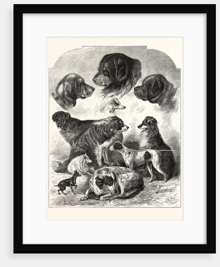 The Brighton Dog Show by Anonymous