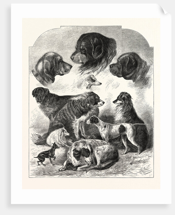 The Brighton Dog Show by Anonymous