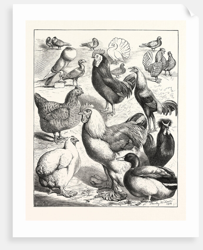Prize Winners at the Crystal Palace Poultry Show, London by Anonymous