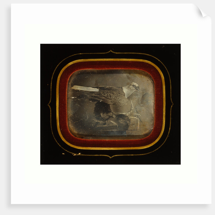 Stuffed Eagle in Independence Hall, Circa 1845 by Anonymous