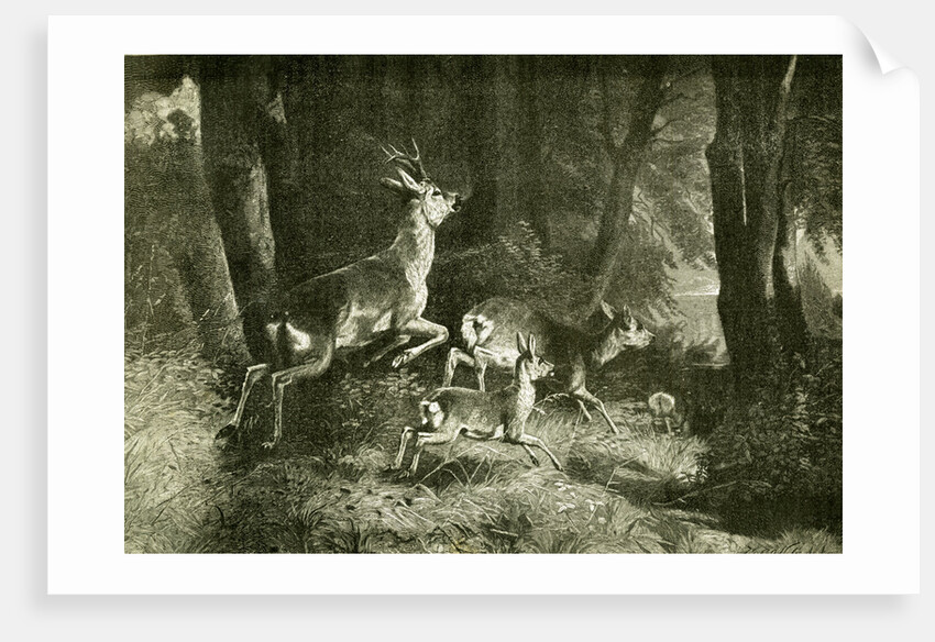 Deer Austria 1891 by Anonymous