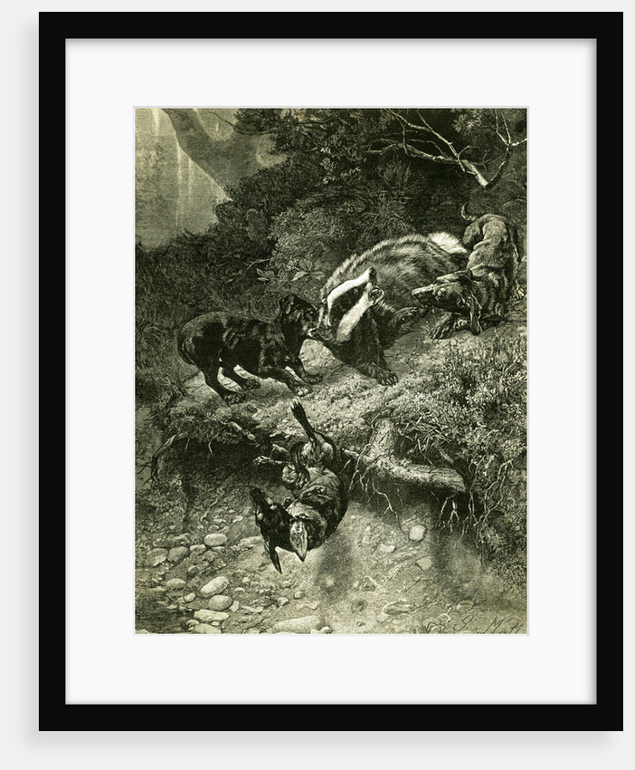 Badger Austria 1891 by Anonymous