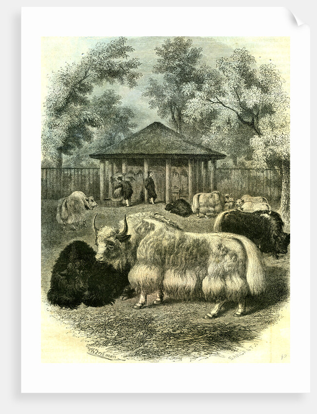 Paris Yaks 1854 by Anonymous