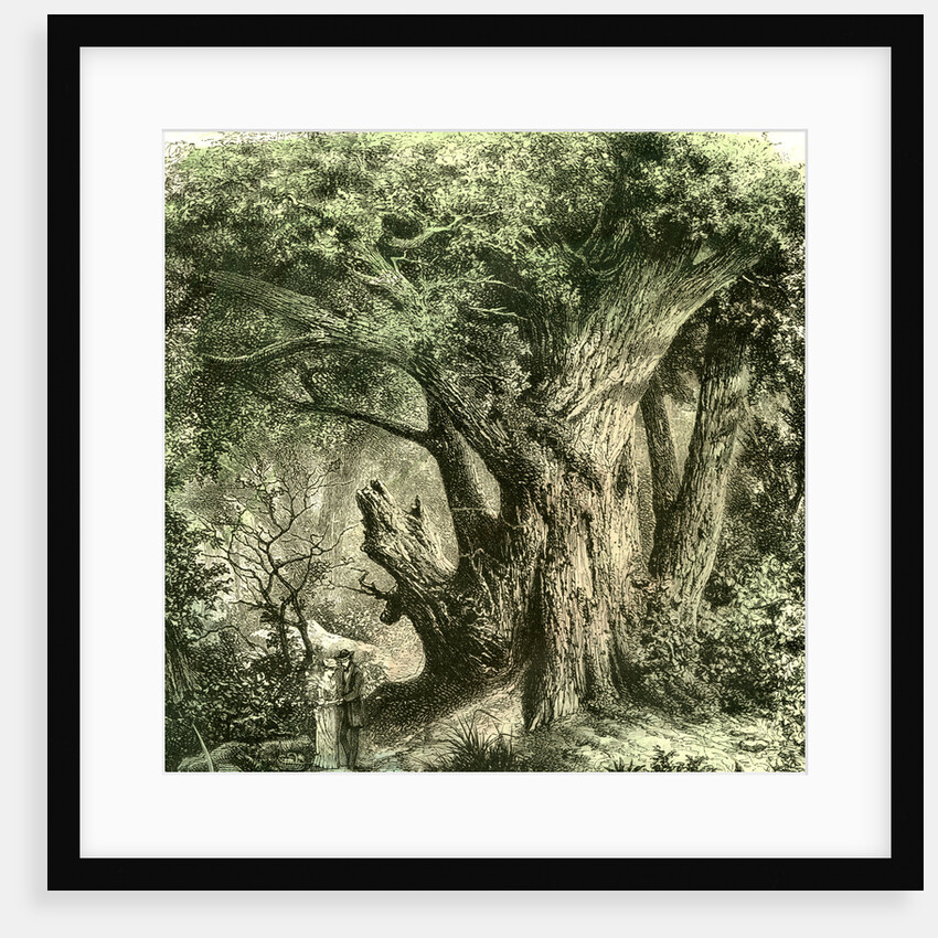 Woods UK 19th Century by Anonymous