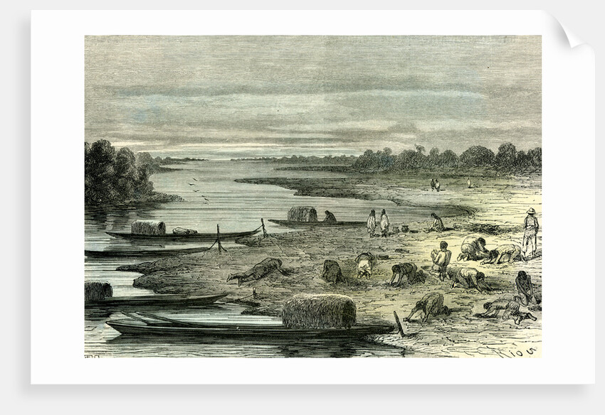 Searching for Turtle Eggs 1869 Peru by Anonymous
