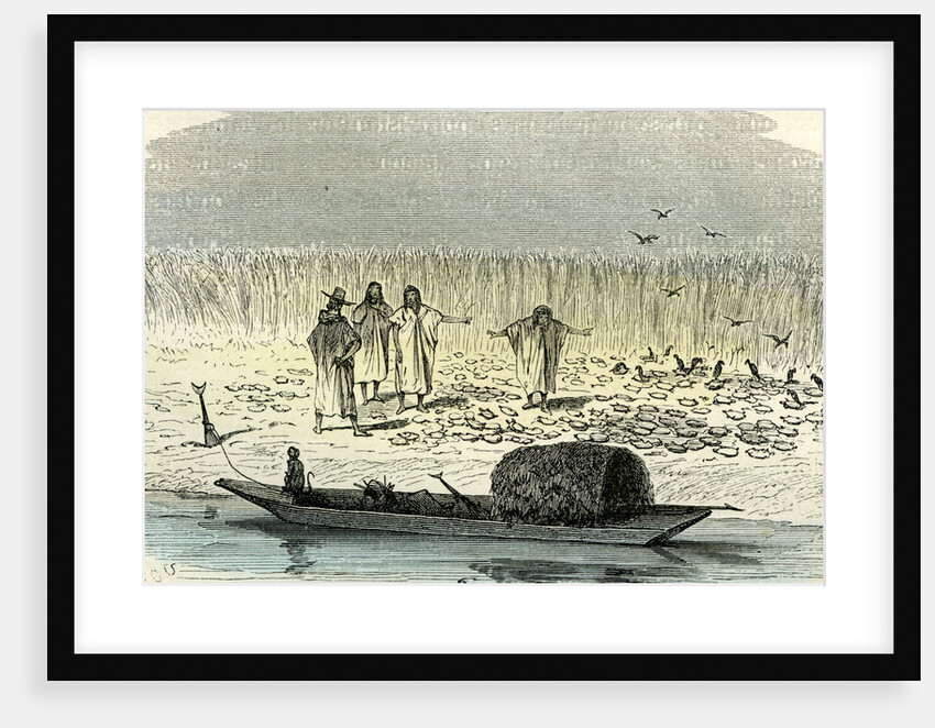 A Massacre of Turtles 1869 Peru by Anonymous