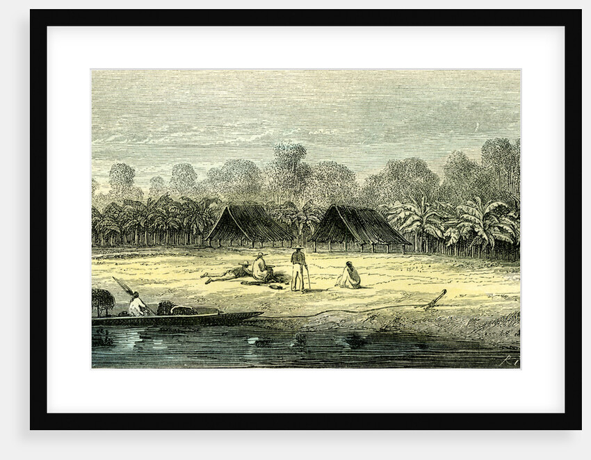 Banana Trees 1869 Peru by Anonymous