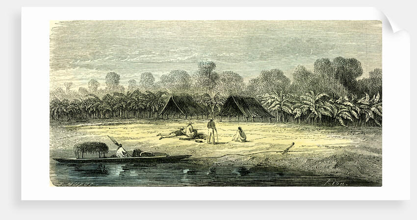 Banana Trees 1869 Peru by Anonymous