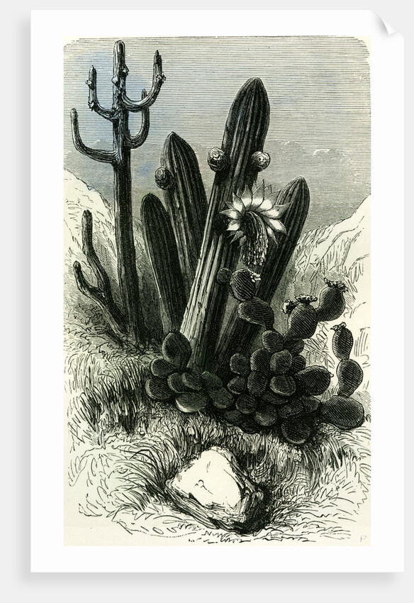 Cereus Candelaris and Opuntia 1869 Peru by Anonymous