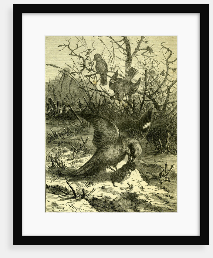 Birds Austria 1891 by Anonymous