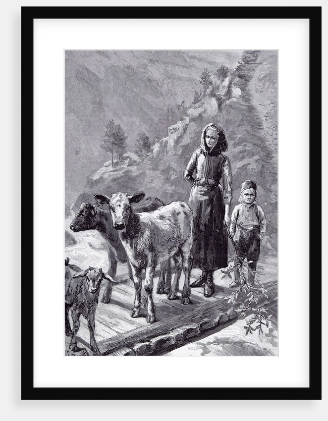 Norway the Family Cows, 1891 by Anonymous