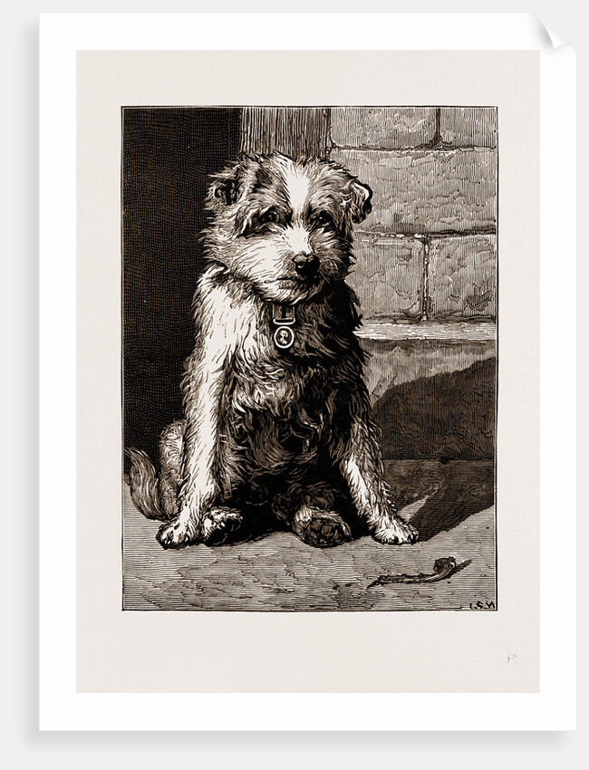 Regimental Pets: Pokeno, Dog Of The 50th Regiment by Anonymous