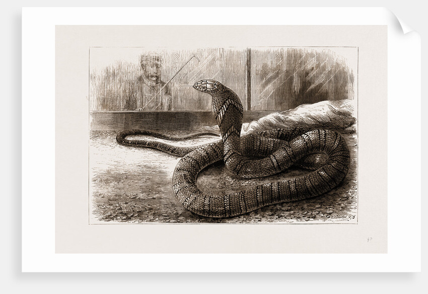 The New Snake-eating Snake (ophiophagus Elaps) At The Zoological Gardens, London by Anonymous