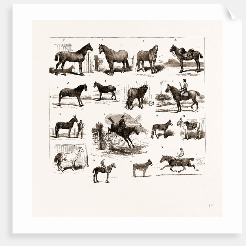 Horse Show At Manchester, UK by Anonymous
