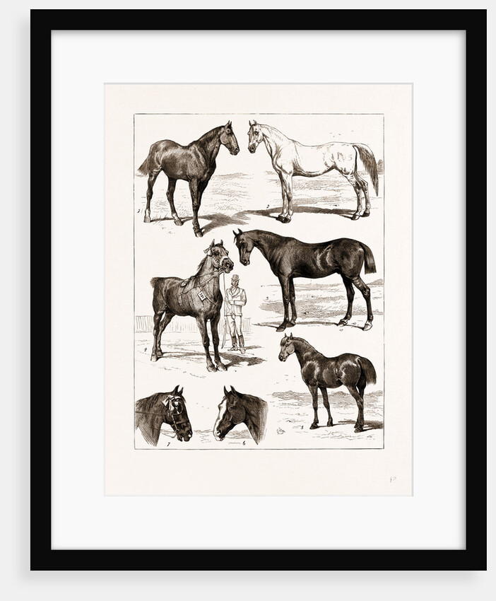 At The Islington Horse Show, London by Anonymous