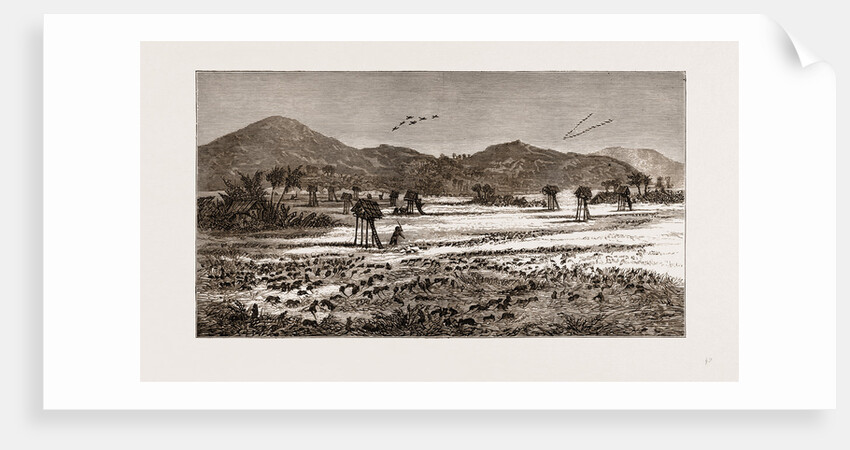 The Plague Of Rats In Burmah, Burma by Anonymous