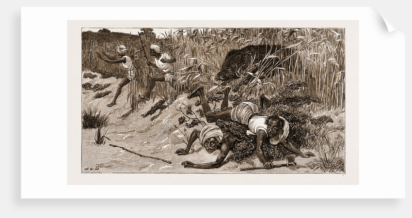 Boar-hunting In India, 1881: back Through The Beaters by Anonymous