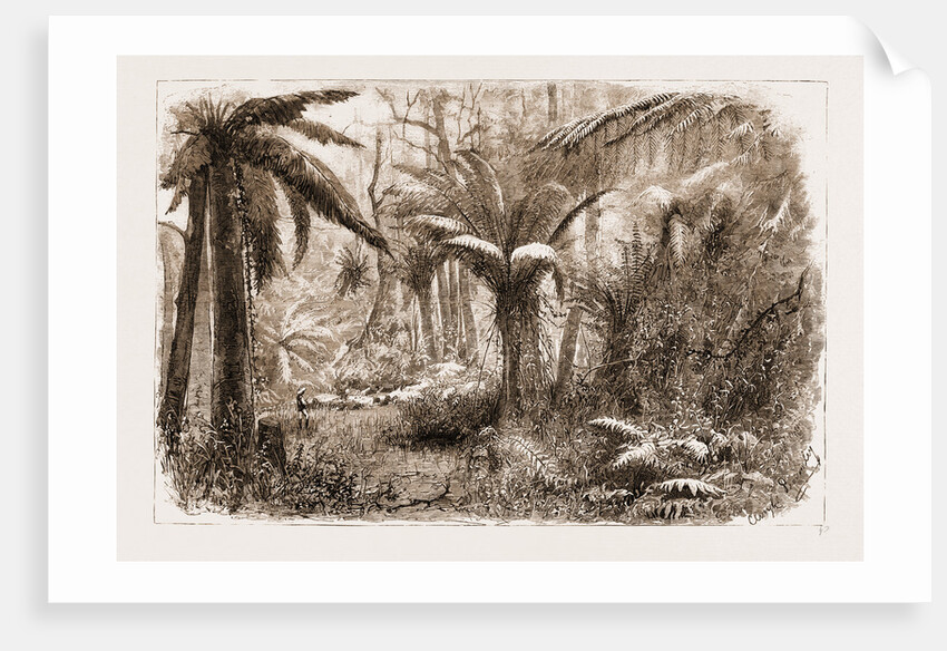 In The State Forest At Dandenong, Victoria by Anonymous