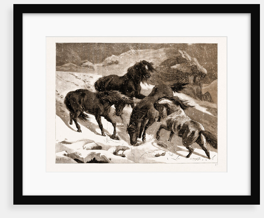 The Recent Severe Winter: Dartmoor Ponies In Search Of A Feed, UK by Anonymous