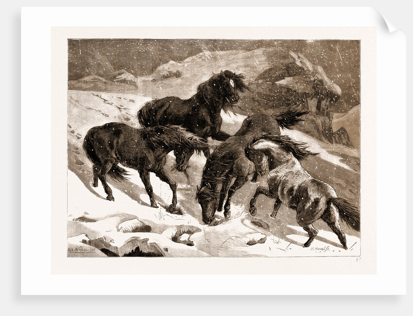 The Recent Severe Winter: Dartmoor Ponies In Search Of A Feed, UK by Anonymous