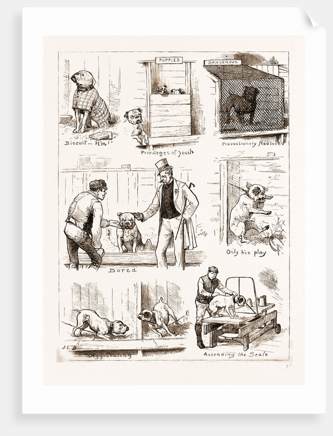 Notes At The Bulldog Club's Seventh Grand Show, 1881 by Anonymous