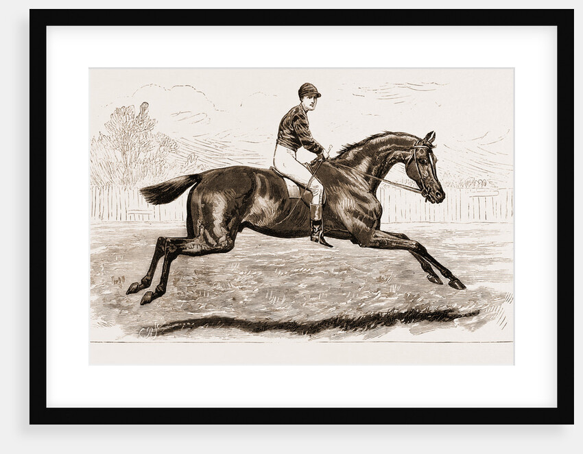 Iroquois, The Winner Of The Derby Of 1881 by Anonymous